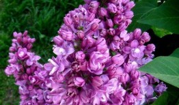 丁香六月激情国产,丁香六月的辉煌篇章