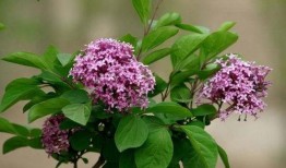 丁香六月激情国产,丁香六月的辉煌篇章